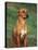 Rhodesian Ridgeback Sitting Down-Adriano Bacchella-Stretched Canvas