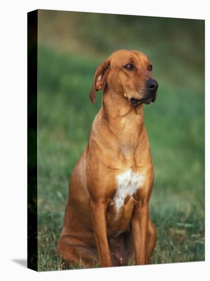 Rhodesian Ridgeback Sitting Down-Adriano Bacchella-Stretched Canvas