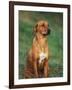 Rhodesian Ridgeback Sitting Down-Adriano Bacchella-Framed Photographic Print