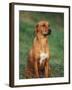 Rhodesian Ridgeback Sitting Down-Adriano Bacchella-Framed Photographic Print