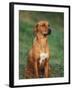 Rhodesian Ridgeback Sitting Down-Adriano Bacchella-Framed Photographic Print