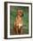 Rhodesian Ridgeback Sitting Down-Adriano Bacchella-Framed Photographic Print