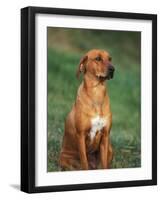 Rhodesian Ridgeback Sitting Down-Adriano Bacchella-Framed Photographic Print