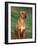 Rhodesian Ridgeback Sitting Down-Adriano Bacchella-Framed Photographic Print