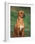 Rhodesian Ridgeback Sitting Down-Adriano Bacchella-Framed Photographic Print