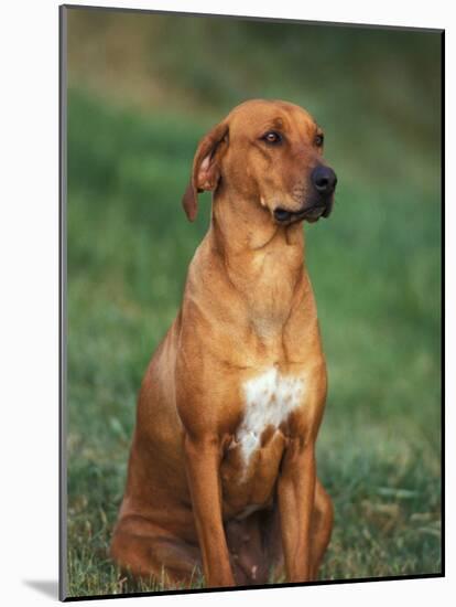 Rhodesian Ridgeback Sitting Down-Adriano Bacchella-Mounted Photographic Print