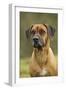 Rhodesian Ridgeback-null-Framed Photographic Print