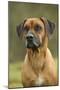 Rhodesian Ridgeback-null-Mounted Photographic Print