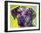 Rhodesian Ridgeback-Dean Russo-Framed Giclee Print