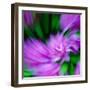 Rhodie-Steven Maxx-Framed Photographic Print