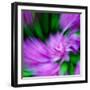 Rhodie-Steven Maxx-Framed Photographic Print