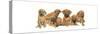 Rhodisian Ridgeback Puppies-Barbara Keith-Stretched Canvas