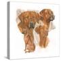 Rhodisian Ridgeback-Barbara Keith-Stretched Canvas