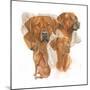 Rhodisian Ridgeback-Barbara Keith-Mounted Giclee Print