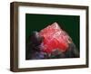 Rhodochrosite mineral from China's Wuton mine-Walter Geiersperger-Framed Photographic Print