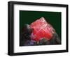 Rhodochrosite mineral from China's Wuton mine-Walter Geiersperger-Framed Photographic Print