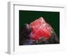 Rhodochrosite mineral from China's Wuton mine-Walter Geiersperger-Framed Photographic Print