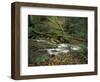 Rhododendron Along Streambed, Big South Fork National River and Recreation area, Tennessee, USA-Adam Jones-Framed Photographic Print