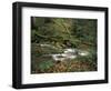 Rhododendron Along Streambed, Big South Fork National River and Recreation area, Tennessee, USA-Adam Jones-Framed Photographic Print