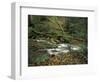 Rhododendron Along Streambed, Big South Fork National River and Recreation area, Tennessee, USA-Adam Jones-Framed Photographic Print