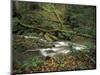 Rhododendron Along Streambed, Big South Fork National River and Recreation area, Tennessee, USA-Adam Jones-Mounted Photographic Print