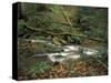 Rhododendron Along Streambed, Big South Fork National River and Recreation area, Tennessee, USA-Adam Jones-Stretched Canvas