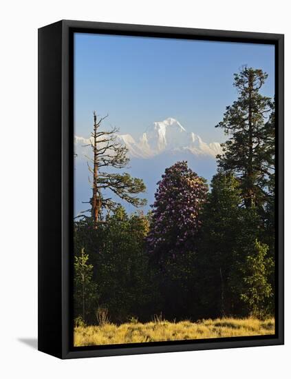 Rhododendron and Dhaulagiri Himal Seen from Poon Hill, Dhawalagiri (Dhaulagiri), Nepal-Jochen Schlenker-Framed Stretched Canvas