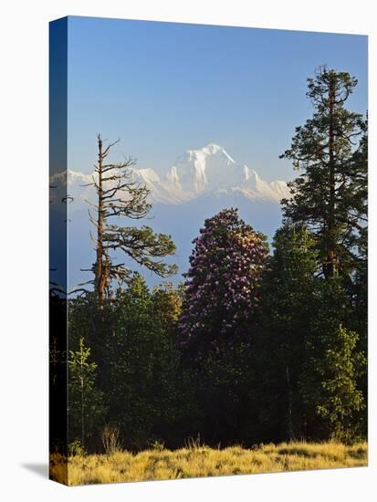 Rhododendron and Dhaulagiri Himal Seen from Poon Hill, Dhawalagiri (Dhaulagiri), Nepal-Jochen Schlenker-Stretched Canvas