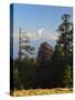 Rhododendron and Dhaulagiri Himal Seen from Poon Hill, Dhawalagiri (Dhaulagiri), Nepal-Jochen Schlenker-Stretched Canvas