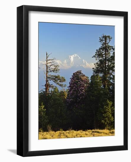 Rhododendron and Dhaulagiri Himal Seen from Poon Hill, Dhawalagiri (Dhaulagiri), Nepal-Jochen Schlenker-Framed Photographic Print