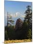 Rhododendron and Dhaulagiri Himal Seen from Poon Hill, Dhawalagiri (Dhaulagiri), Nepal-Jochen Schlenker-Mounted Photographic Print