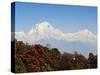 Rhododendron and Dhaulagiri Himal Seen from Poon Hill, Dhawalagiri (Dhaulagiri), Nepal-Jochen Schlenker-Stretched Canvas