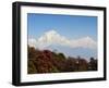 Rhododendron and Dhaulagiri Himal Seen from Poon Hill, Dhawalagiri (Dhaulagiri), Nepal-Jochen Schlenker-Framed Photographic Print