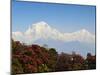 Rhododendron and Dhaulagiri Himal Seen from Poon Hill, Dhawalagiri (Dhaulagiri), Nepal-Jochen Schlenker-Mounted Photographic Print