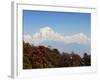 Rhododendron and Dhaulagiri Himal Seen from Poon Hill, Dhawalagiri (Dhaulagiri), Nepal-Jochen Schlenker-Framed Photographic Print