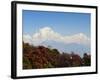 Rhododendron and Dhaulagiri Himal Seen from Poon Hill, Dhawalagiri (Dhaulagiri), Nepal-Jochen Schlenker-Framed Photographic Print