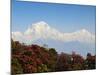 Rhododendron and Dhaulagiri Himal Seen from Poon Hill, Dhawalagiri (Dhaulagiri), Nepal-Jochen Schlenker-Mounted Photographic Print