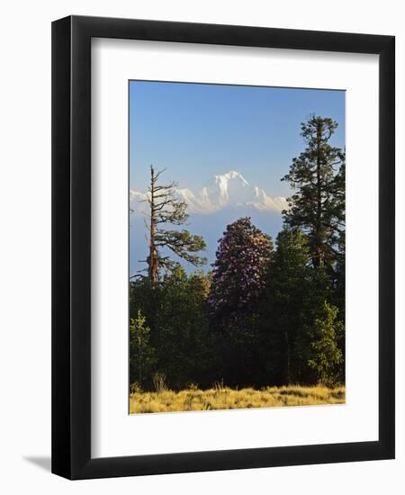 Rhododendron and Dhaulagiri Himal Seen from Poon Hill, Dhawalagiri (Dhaulagiri), Nepal-Jochen Schlenker-Framed Premium Photographic Print