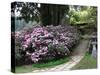 Rhododendron and Temple-null-Stretched Canvas