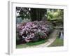 Rhododendron and Temple-null-Framed Photographic Print