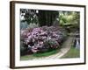 Rhododendron and Temple-null-Framed Photographic Print