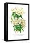 Rhododendron Augustinii and Its White Form-H.g. Moon-Framed Stretched Canvas