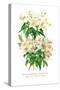 Rhododendron Augustinii and Its White Form-H.g. Moon-Stretched Canvas