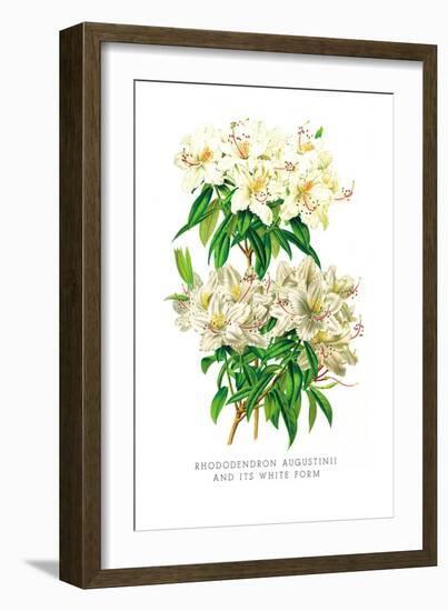 Rhododendron Augustinii and Its White Form-H.g. Moon-Framed Art Print