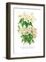 Rhododendron Augustinii and Its White Form-H.g. Moon-Framed Art Print