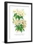 Rhododendron Augustinii and Its White Form-H.g. Moon-Framed Art Print