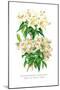 Rhododendron Augustinii and Its White Form-H.g. Moon-Mounted Art Print