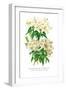 Rhododendron Augustinii and Its White Form-H.g. Moon-Framed Art Print