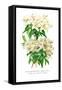 Rhododendron Augustinii and Its White Form-H.g. Moon-Framed Stretched Canvas