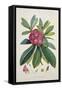 Rhododendron Barbatum, from 'The Rhododendrons of Sikkim-Himalaya'-Joseph Dalton Hooker-Framed Stretched Canvas